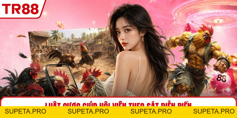 Đá Gà Thomo TR88 - Theo Dõi Trận Đấu Sát Diễn Biến